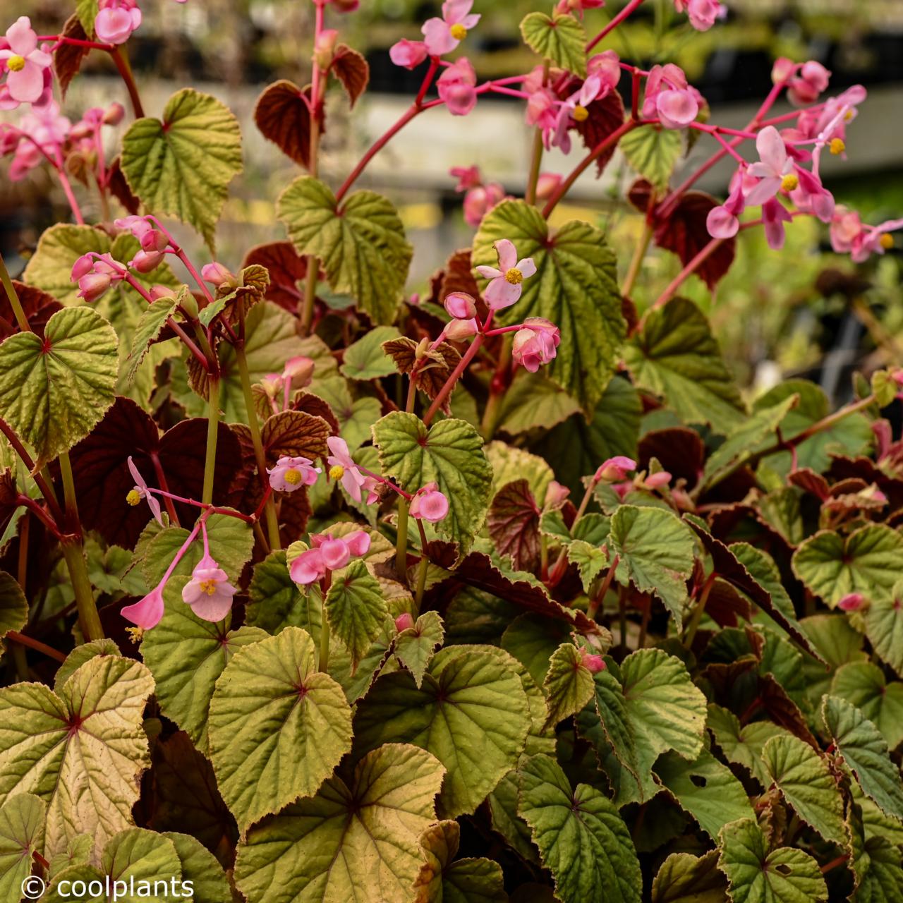 Begonia grandis evansiana plant