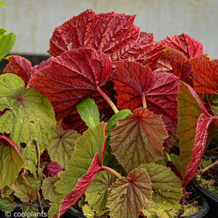 Begonia grandis evansiana plant