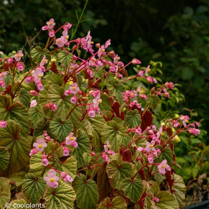 Begonia grandis evansiana plant