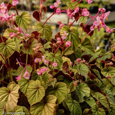 begonia-grandis-evansiana