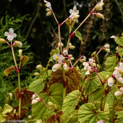 begonia-grandis-evansianaalba