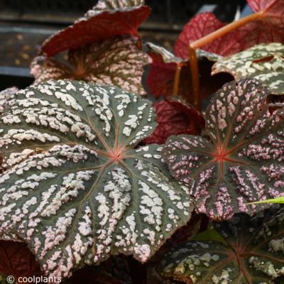 begonia-little-moon