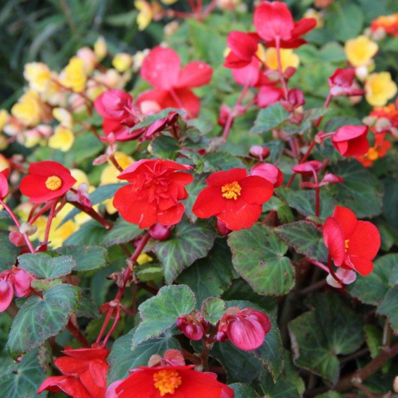 Begonia multiflora 'Flamboyant' plant