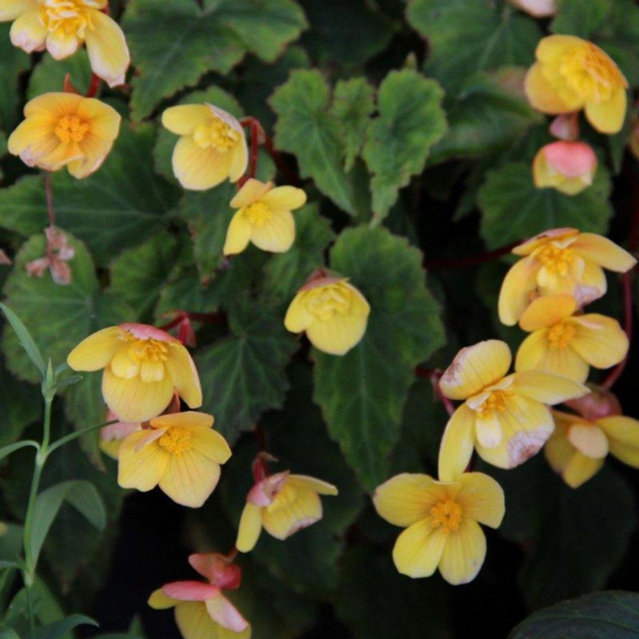 Begonia multiflora 'Frau Hélène Harms' plant