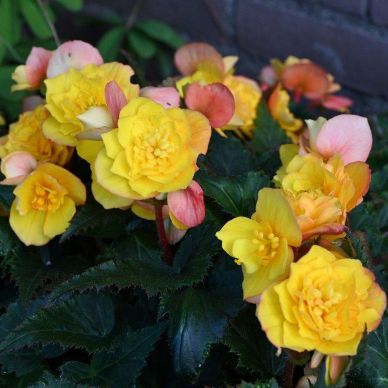 Begonia multiflora 'Goldfinch' plant