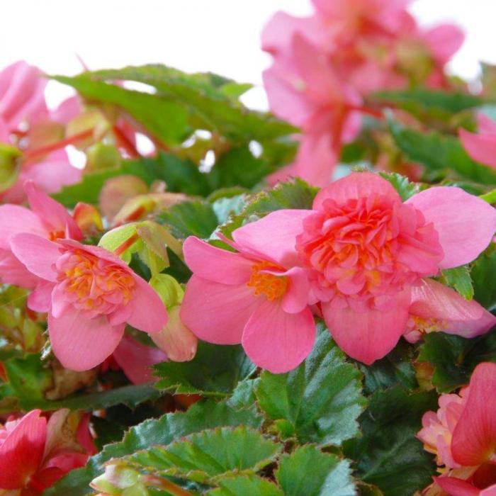 Begonia multiflora 'La Madelon' plant