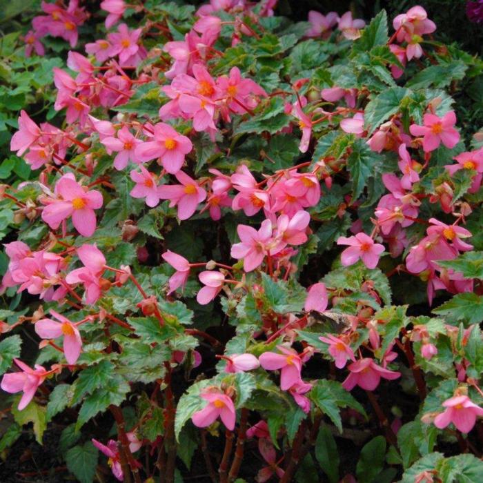 Begonia multiflora 'La Madelon' plant