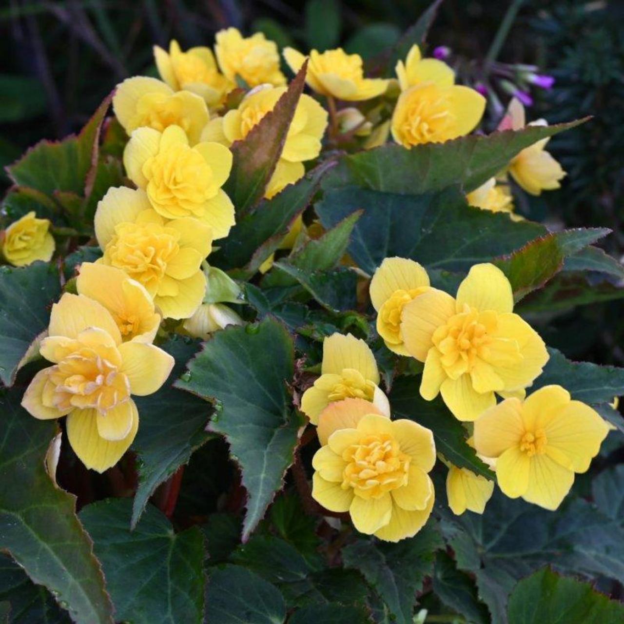 Begonia multiflora 'Lemondrop' plant