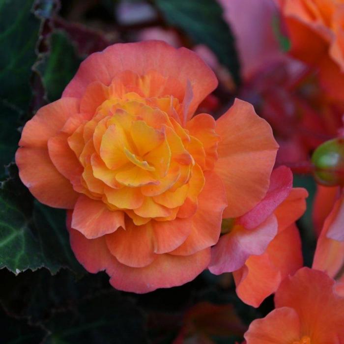 Begonia multiflora 'Peardrop' plant