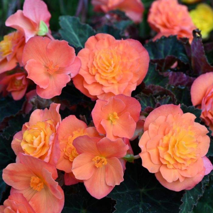 Begonia multiflora 'Peardrop' plant