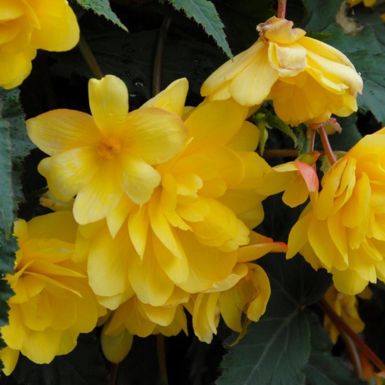 Begonia Pendula Cascade -geel- plant