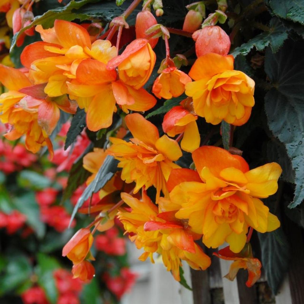 Begonia Pendula Cascade -oranje- plant