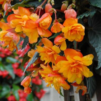 begonia-pendula-cascade-oranje