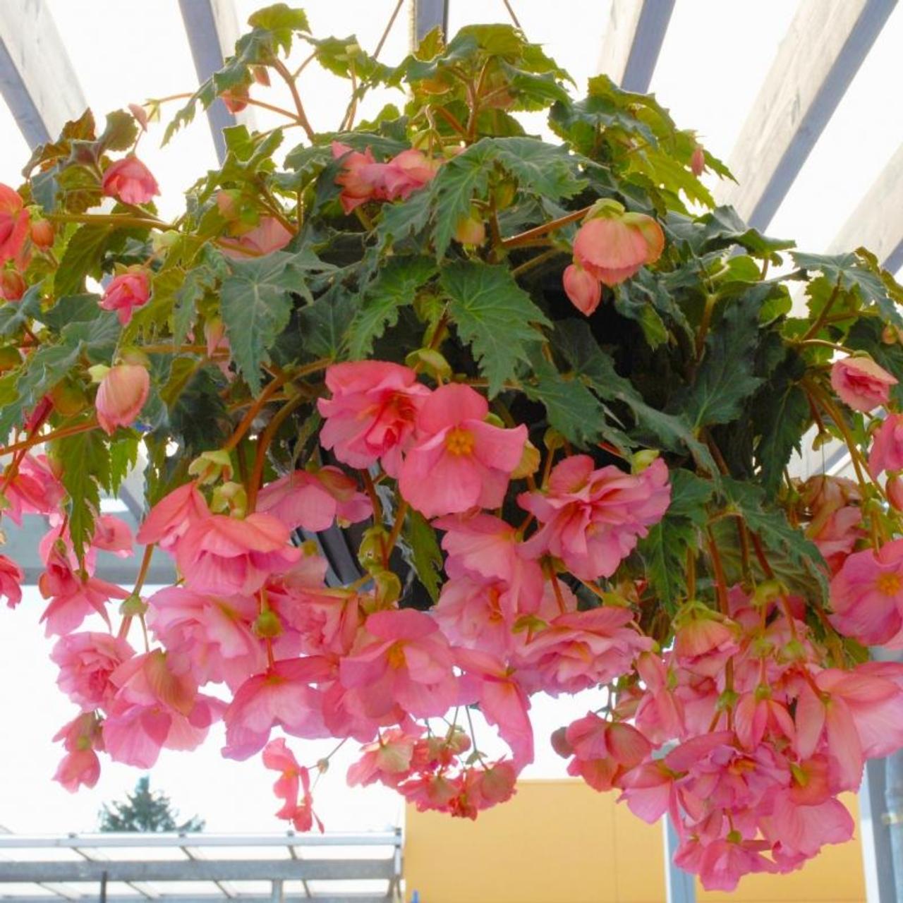 Begonia Pendula Cascade -roze- plant