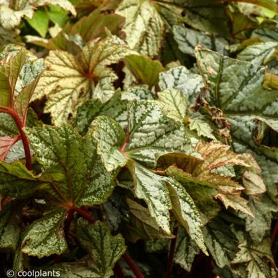 begonia-silver-splendour