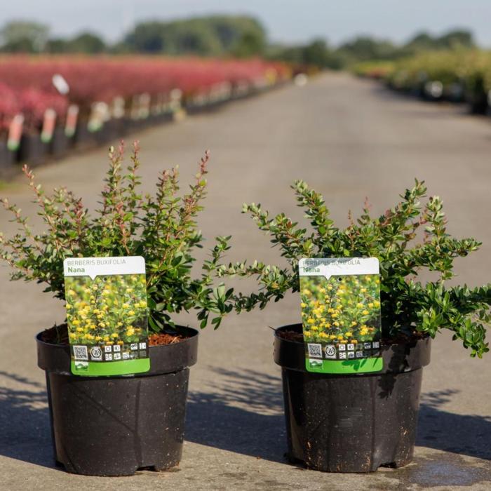 Berberis buxifolia 'Nana' plant