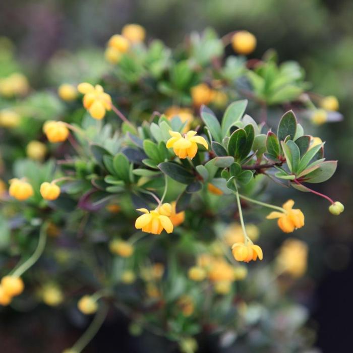 Berberis buxifolia 'Nana' plant