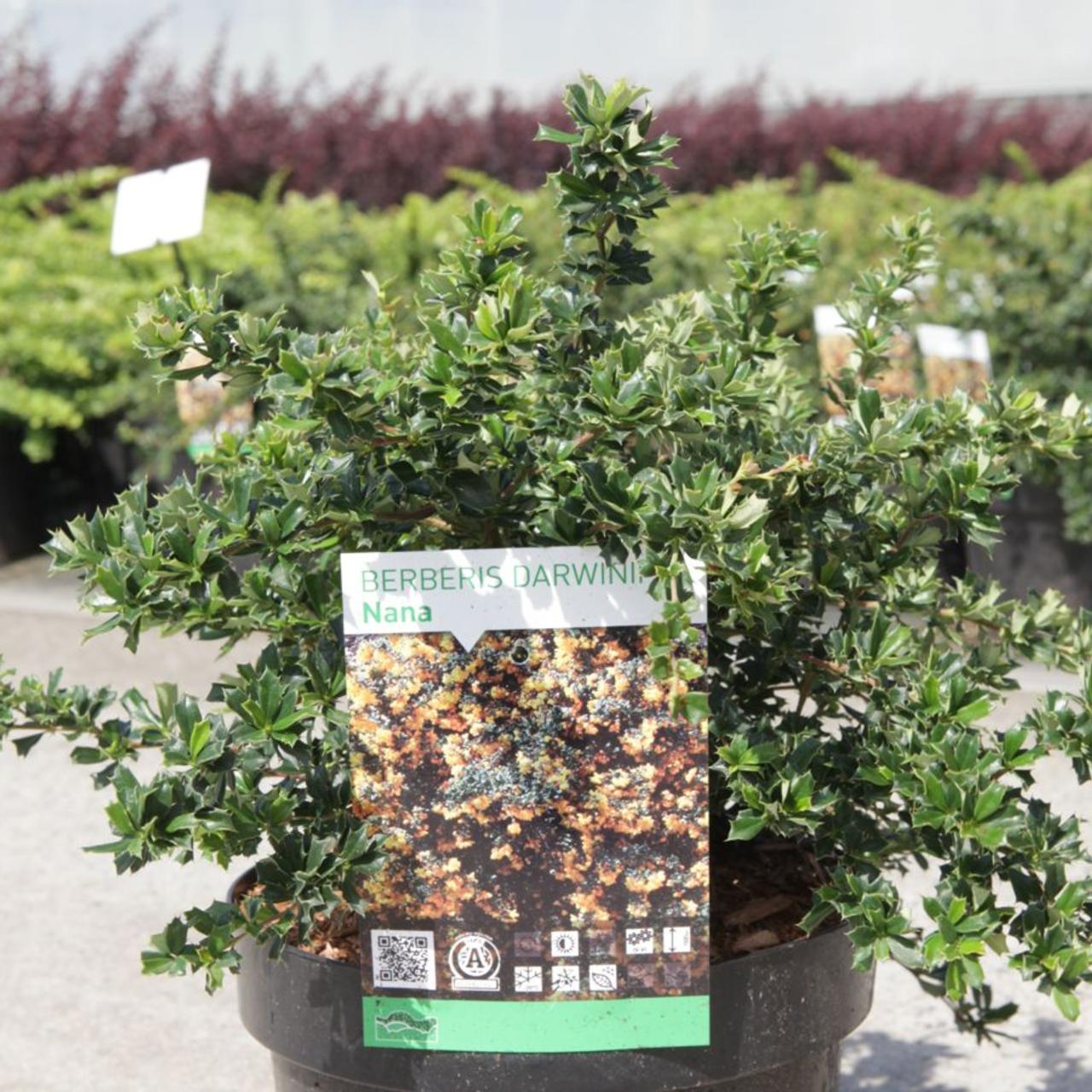 Berberis darwinii 'Nana' plant