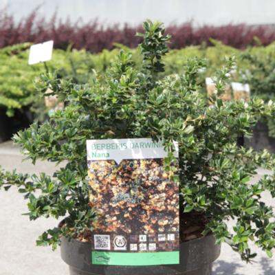 berberis-darwinii-nana