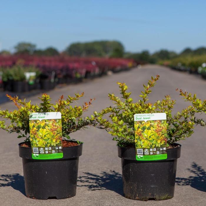 Berberis media 'Dual Jewel' plant