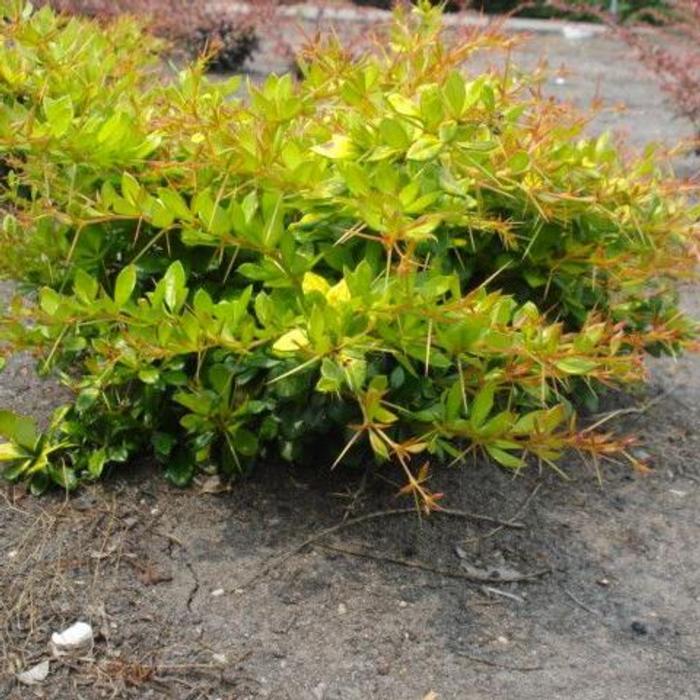 Berberis media 'Dual Jewel' plant