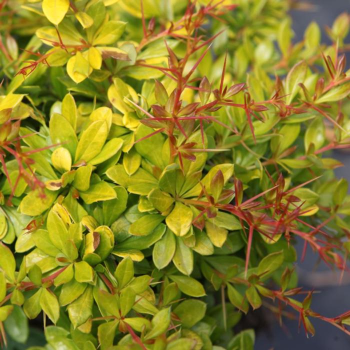 Berberis media 'Dual Jewel' plant