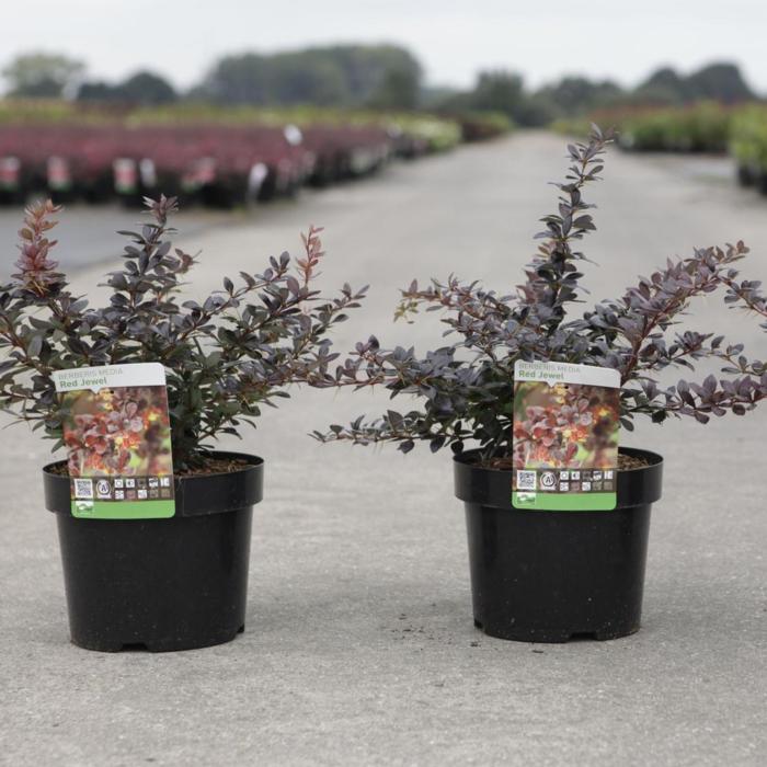 Berberis media 'Red Jewel' plant