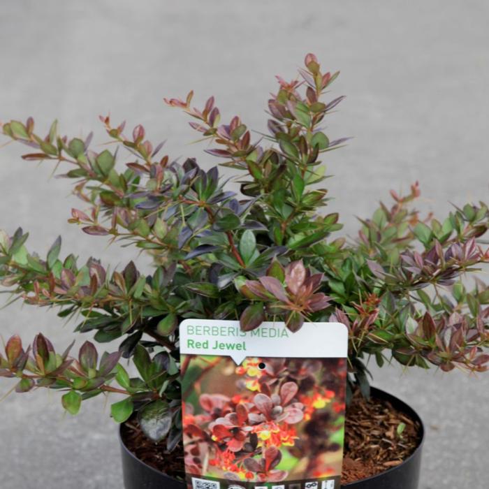 Berberis media 'Red Jewel' plant