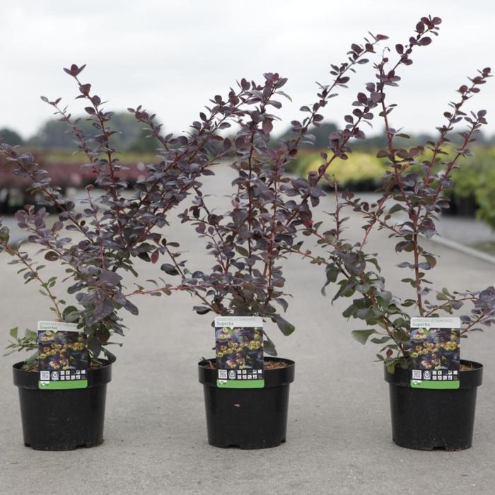 Berberis ottawensis 'Superba' plant