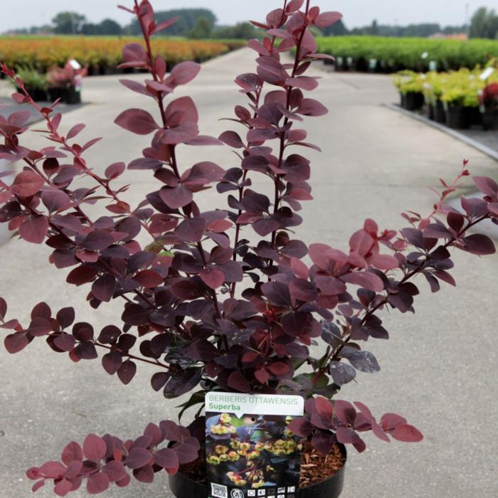 Berberis ottawensis 'Superba' plant