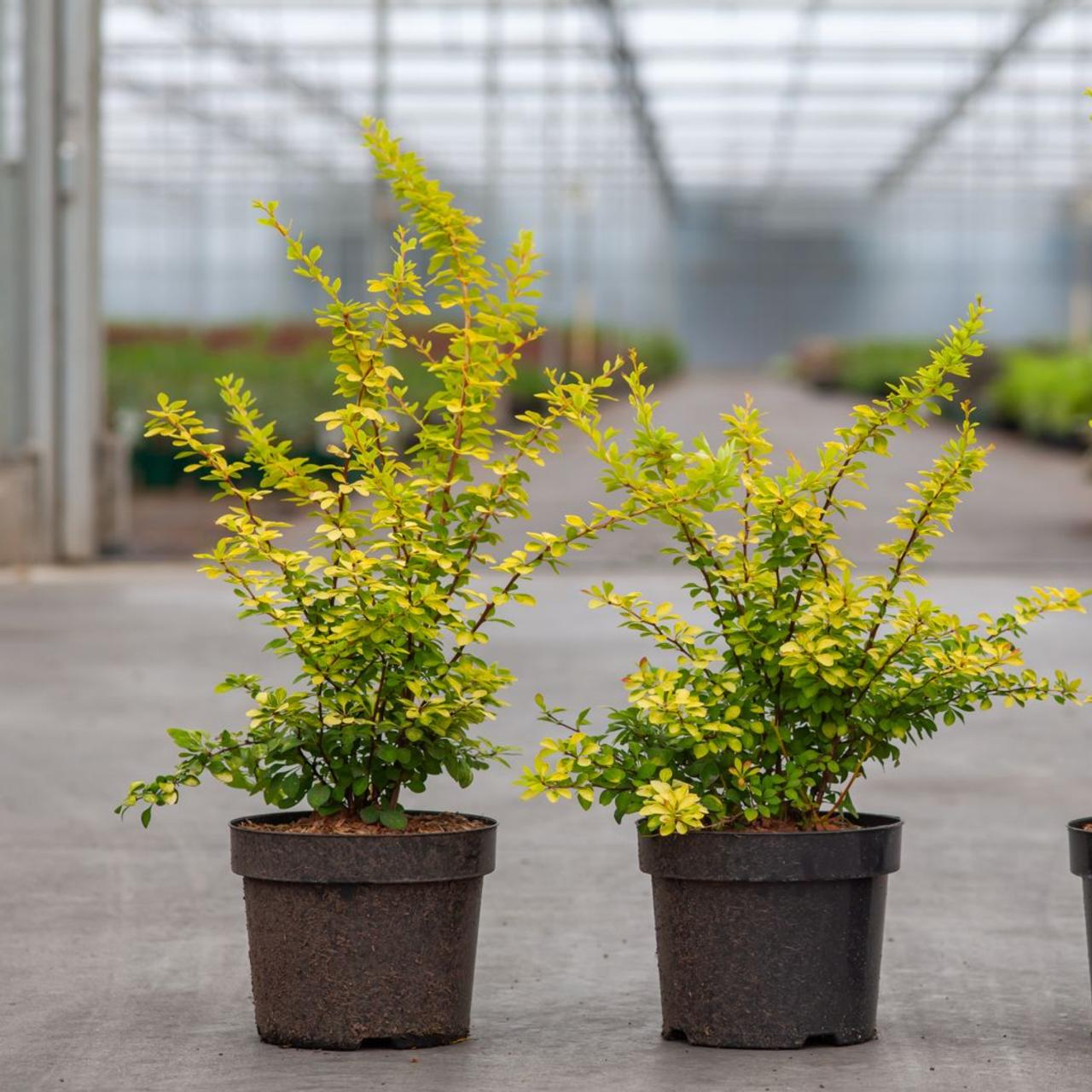 Berberis thunb. 'Aurea' plant