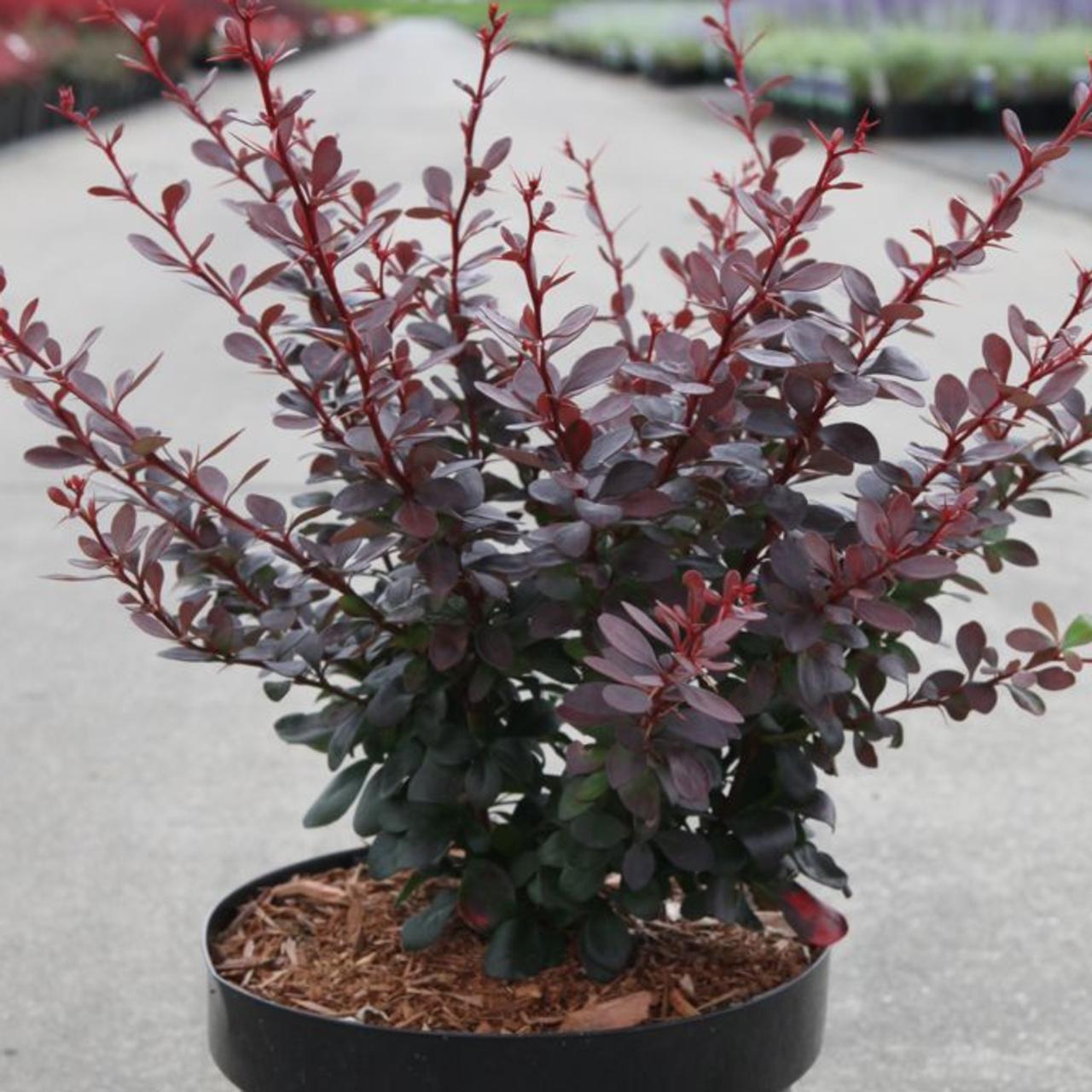 Berberis thunb. 'Dart's Red Lady' plant