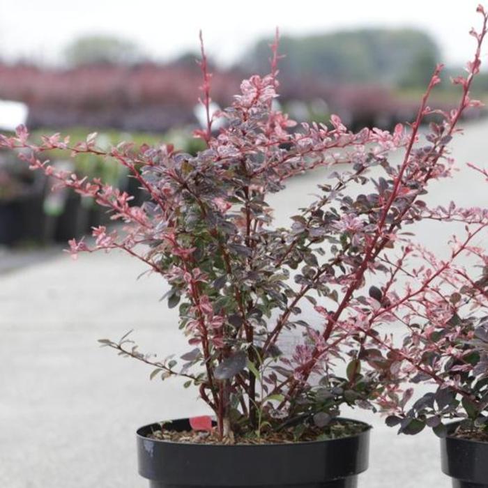 Berberis thunb. 'Harlequin' plant