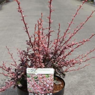 berberis-thunb-harlequin