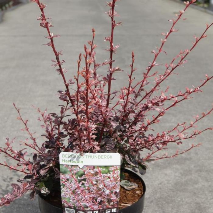 Berberis thunb. 'Harlequin' plant