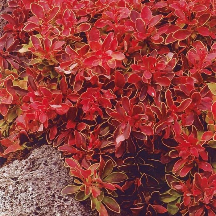 Berberis thunbergii 'Admiration' plant