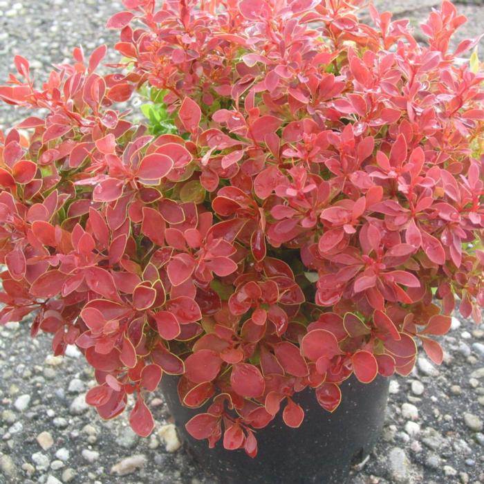 Berberis thunbergii 'Admiration' plant