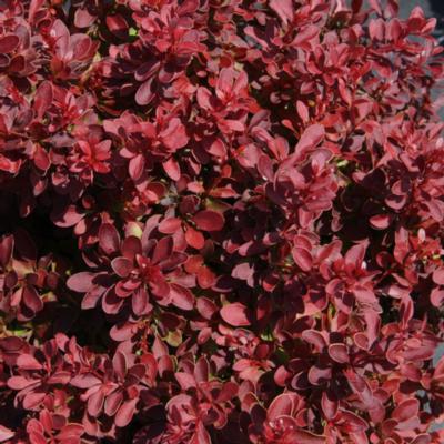 berberis-thunbergii-admiration