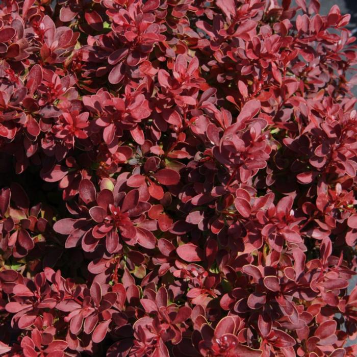 Berberis thunbergii 'Admiration' plant