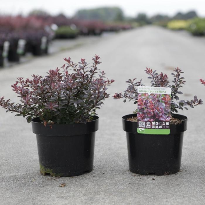 Berberis thunbergii 'Atropurpurea Nana' plant