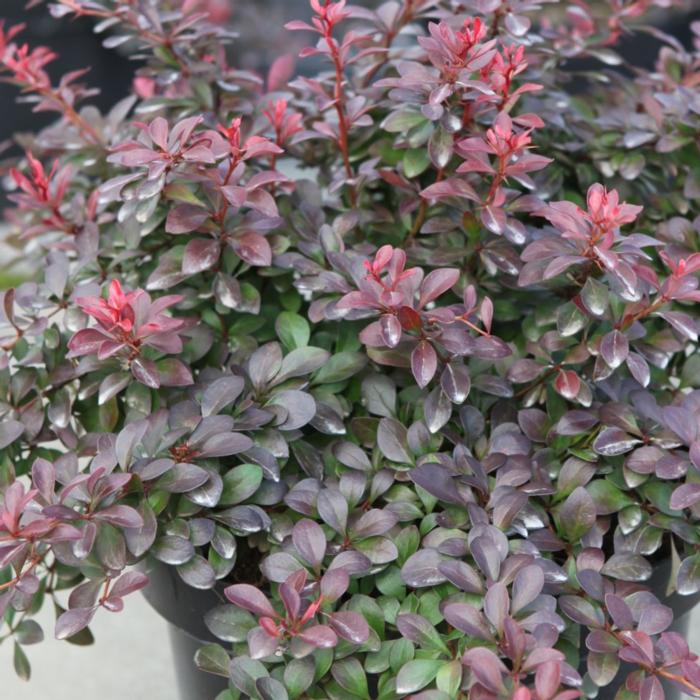 Berberis thunbergii 'Atropurpurea Nana' plant