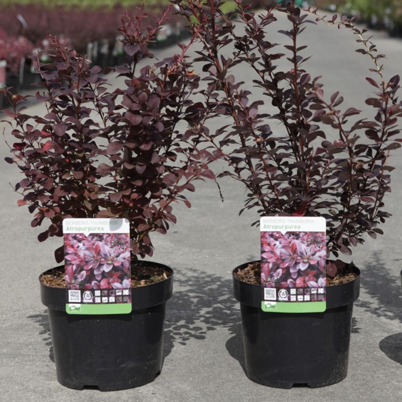 Berberis thunbergii 'Atropurpurea' plant