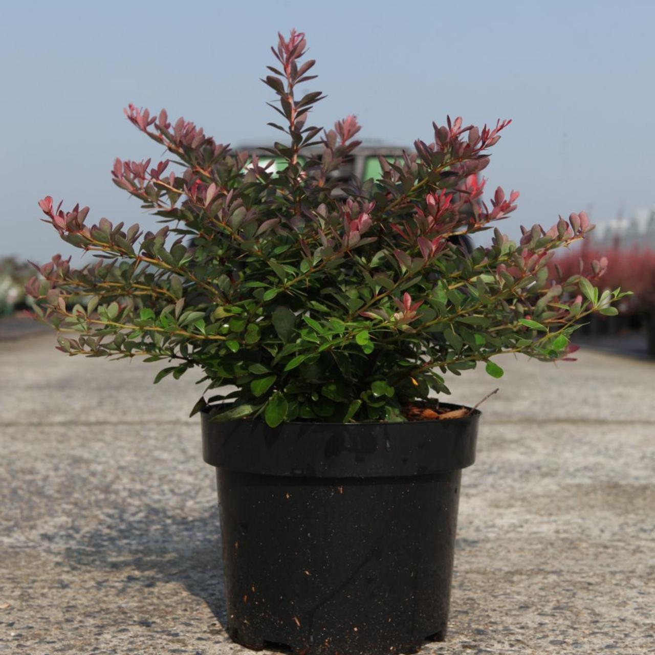 Berberis thunbergii 'Cabernet' plant