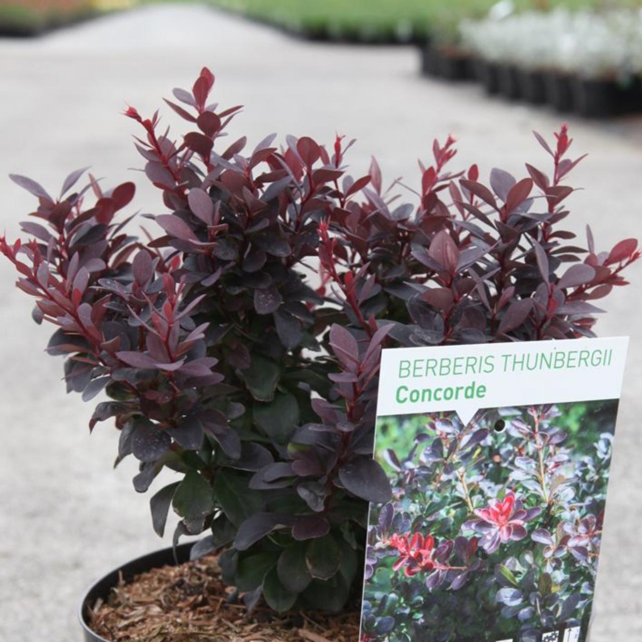 Berberis thunbergii 'Concorde' plant