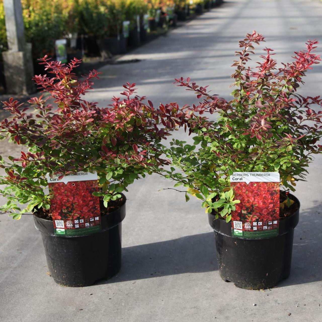 Berberis thunbergii CORAL plant