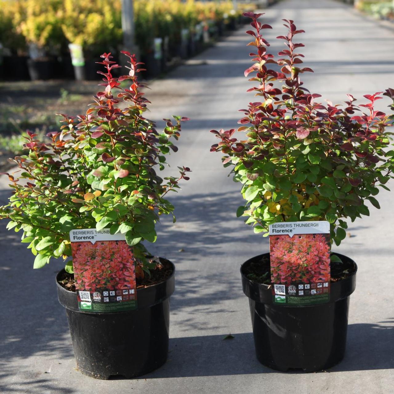 Berberis thunbergii FLORENCE plant