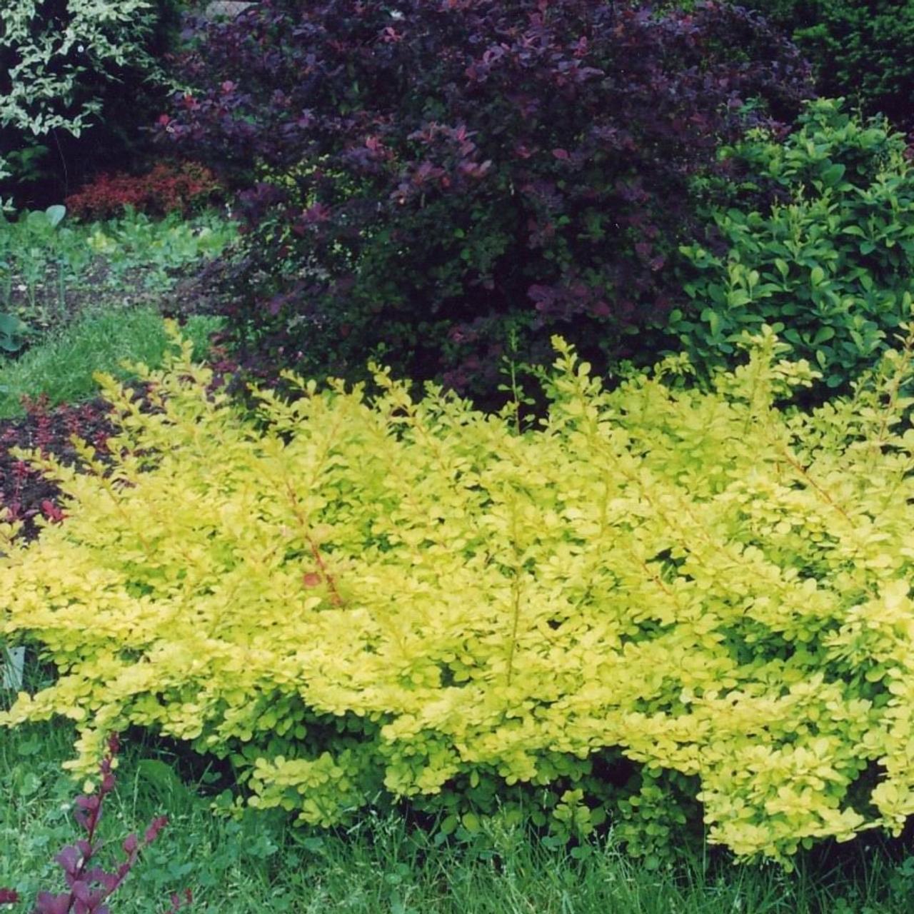 Berberis thunbergii 'Golden Carpet' plant