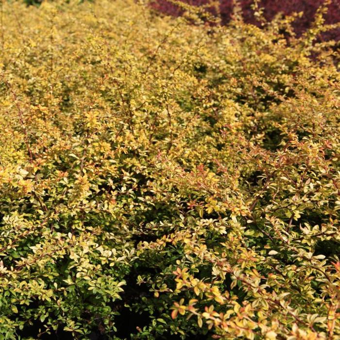 Berberis thunbergii 'Golden Dream' plant