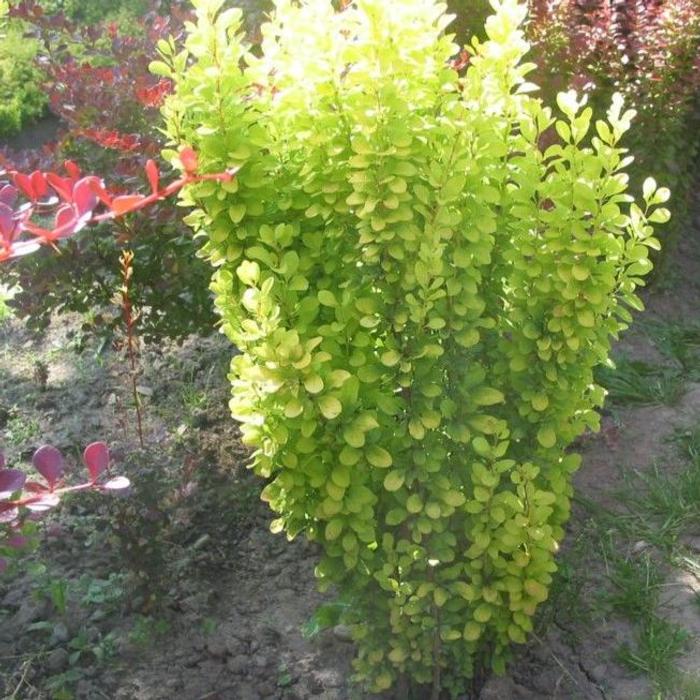 Berberis thunbergii 'Golden Rocket' plant