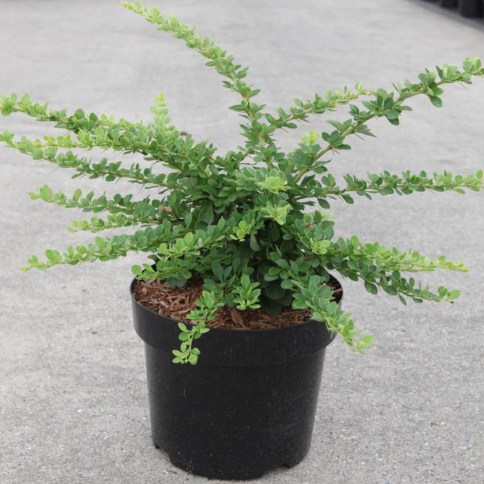 Berberis thunbergii 'Green Carpet' plant